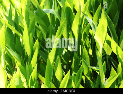 Fresco verde di erbe aromatiche. La natura dello sfondo. Foto Stock