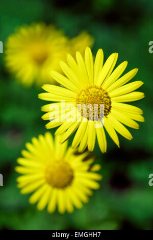 Leopard's Bane, Doronicum orientale, fiore giallo Foto Stock