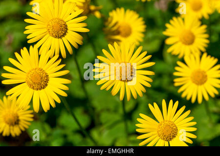 Leopard's Bane, Doronicum orientale Foto Stock