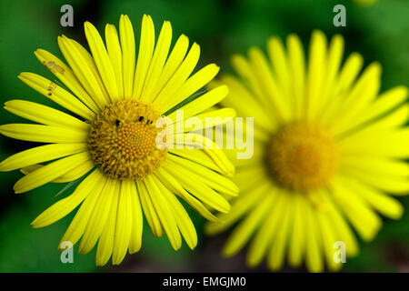 Leopard's Bane, Doronicum orientale, fiori di colore giallo Foto Stock