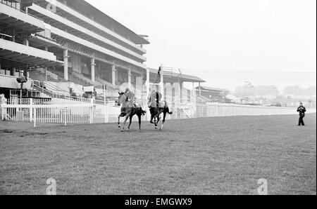 Francese mare cavallo Bird II in formazione il giorno prima il Derby di Epsom cavallo di razza. Il 1 giugno 1965. Foto Stock