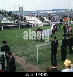 1965 Epsom Derby corsa di cavalli. Francese mare cavallo Bird II che è stato guidato alla vittoria di jockey Pat Glennon nella foto dopo la gara. 2 Giugno 1965. Foto Stock