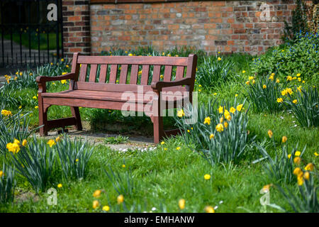 Concetto di solitudine - svuotare la panca in legno tra daffodil letti in Yorkshire rurale. Foto Stock