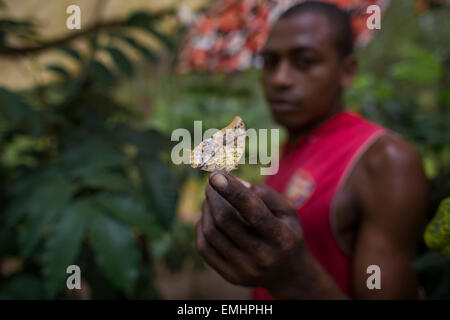 Zanzibar butterfly centro di produzione di Butterfly pupe su zanzibar Foto Stock