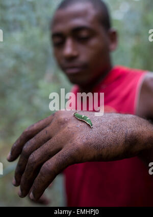 Zanzibar butterfly centro di produzione di Butterfly pupe su zanzibar Foto Stock