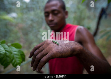 Zanzibar butterfly centro di produzione di Butterfly pupe su zanzibar Foto Stock