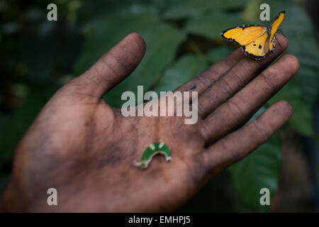 Zanzibar butterfly centro di produzione di Butterfly pupe su zanzibar Foto Stock