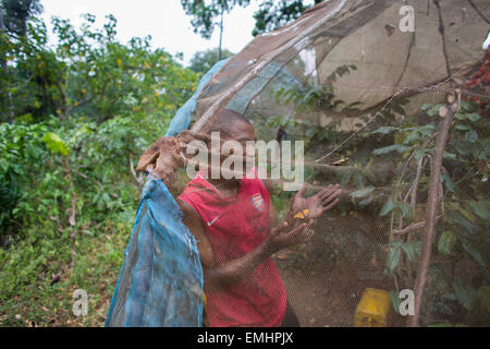 Zanzibar butterfly centro di produzione di Butterfly pupe su zanzibar Foto Stock