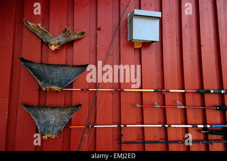 Cod code e pesca sul lato di una cabina, il villaggio di pescatori di Å, Isole Lofoten, Nordland, Norvegia, Scandinavia, Europa Foto Stock