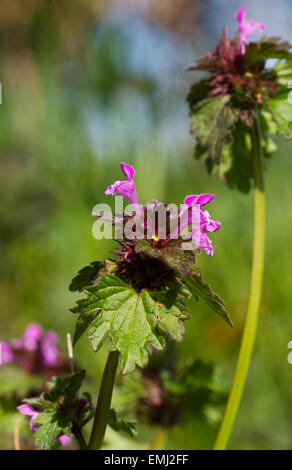 Rosso (deadnettle Lamium purpureum), noto anche come deadnettle viola, viola l'arcangelo, o Velikdenche Foto Stock