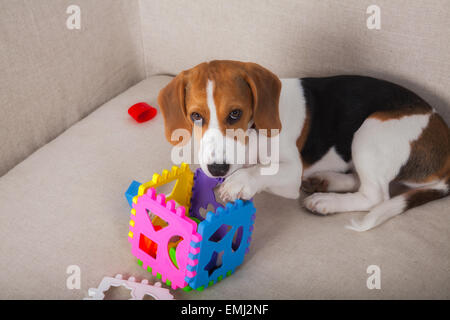 Ritratto di un cucciolo di beagle giocando sul divano. Foto Stock
