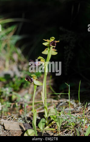 Wild Orchid, Ophrys atlantica, Atlas Orchid, Andalusia, Spagna meridionale. Foto Stock