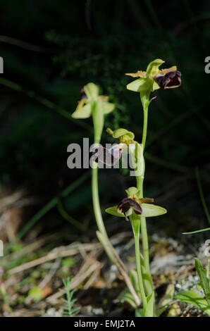 Wild Orchid, Ophrys atlantica, Atlas Orchid, Andalusia, Spagna meridionale. Foto Stock