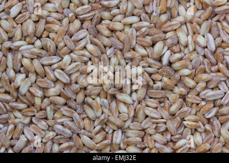 Primo piano di orzo perlato o farro perlato Foto Stock