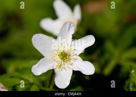 Il bianco dei fiori di legno (anemone Anemone nemorosa ,), noto anche come Windflower, Thimbleweed o odore fox Foto Stock