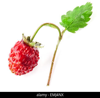 Fragole macro isolati su sfondo bianco Foto Stock
