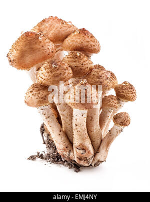 Funghi miele agarics (Armillaria mellea) isolato su sfondo bianco, primo piano Foto Stock