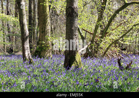 Gomshall, Surrey, Inghilterra, Regno Unito. Xxi Aprile 2015. Un tappeto di fioritura precoce bluebells nel bosco a North Downs tra Dorking e Guildford. Il vibrante blu fiori che crescono al di sotto della coppia di faggi, spettacolari quando è illuminata dal sole di una bella giornata di primavera. Credito: Julia Gavin UK/Alamy Live News Foto Stock