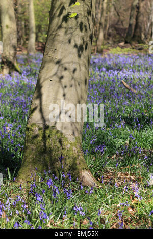 Gomshall, Surrey, Inghilterra, Regno Unito. Xxi Aprile 2015. Un tappeto di fioritura precoce bluebells nel bosco a North Downs tra Dorking e Guildford. Il vibrante blu fiori che crescono al di sotto della coppia di faggi, spettacolari quando è illuminata dal sole di una bella giornata di primavera. Credito: Julia Gavin UK/Alamy Live News Foto Stock