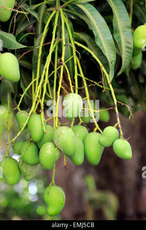 Scena di strada di mango crescente su albero di Trinidad Cuba Foto Stock