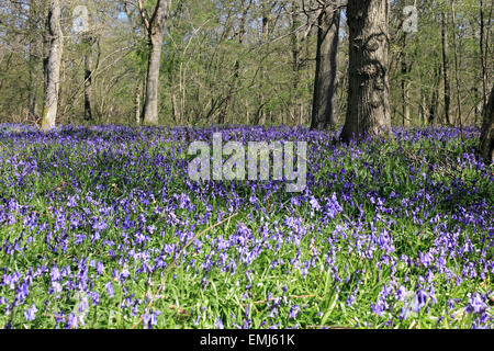 Gomshall, Surrey, Inghilterra, Regno Unito. Xxi Aprile 2015. Un tappeto di fioritura precoce bluebells nel bosco a North Downs tra Dorking e Guildford. Il vibrante blu fiori che crescono al di sotto della coppia di faggi, spettacolari quando è illuminata dal sole di una bella giornata di primavera. Credito: Julia Gavin UK/Alamy Live News Foto Stock