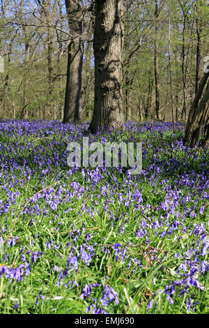 Gomshall, Surrey, Inghilterra, Regno Unito. Xxi Aprile 2015. Un tappeto di fioritura precoce bluebells nel bosco a North Downs tra Dorking e Guildford. Il vibrante blu fiori che crescono al di sotto della coppia di faggi, spettacolari quando è illuminata dal sole di una bella giornata di primavera. Credito: Julia Gavin UK/Alamy Live News Foto Stock