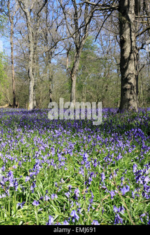 Gomshall, Surrey, Inghilterra, Regno Unito. Xxi Aprile 2015. Un tappeto di fioritura precoce bluebells nel bosco a North Downs tra Dorking e Guildford. Il vibrante blu fiori che crescono al di sotto della coppia di faggi, spettacolari quando è illuminata dal sole di una bella giornata di primavera. Credito: Julia Gavin UK/Alamy Live News Foto Stock