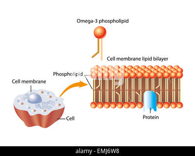 Omega-3 fosfolipide e la pelle della membrana delle cellule dello strato lipidico struttura Foto Stock