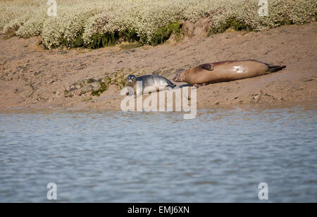 Femmina guarnizione grigia con cucciolo sulla riva del fiume, il fiume Crouch, Essex. Foto Stock