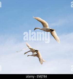 Cigni bianchi in volo contro un cielo blu visto nel Devon England Regno Unito Foto Stock