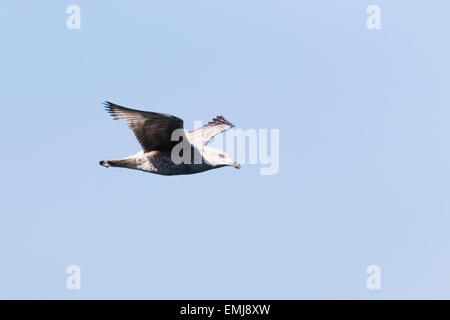 Una delle giovani aringhe gabbiano volare nei cieli off il Ceredigion sentiero costiero Foto Stock