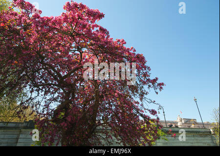 Londra, Regno Unito. Xxi Aprile, 2015. Londra gli alberi carichi di primavera sbocciano i fiori in una giornata di sole forte e profondo blu del cielo. Credito: Malcolm Park editoriale/Alamy Live News. Foto Stock