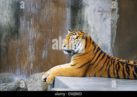 Una tigre del Bengala in appoggio in Albuquerque Zoo di Albuquerque, Nuovo Messico Foto Stock