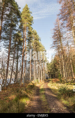 Pista forestale a Dores Da Loch Ness in Scozia. Foto Stock