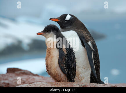 Adulto pinguino Gentoo con pulcino Peterman isola Penisola Antartica Antartica Foto Stock