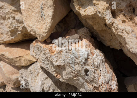 Mediterranean House Gecko, Hemidactylus turcicus, da Malta, Mare Mediterraneo. Foto Stock