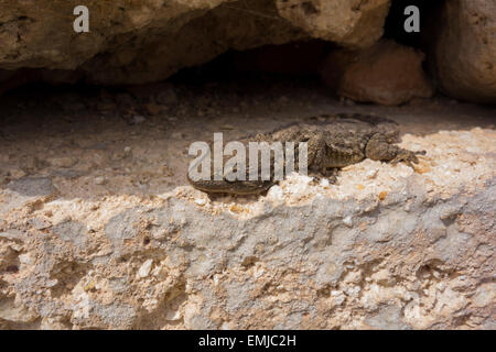 Mediterranean House Gecko, Hemidactylus turcicus, da Malta, Mare Mediterraneo. Foto Stock