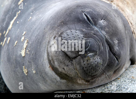 Close-up volto di sonno guarnizione di Weddell Peterman isola Penisola Antartica Antartica Foto Stock