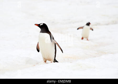 I pinguini Gentoo tornando dal mare a piedi fino penguin via isola Peterman Antartico peninsulare Antartica Foto Stock