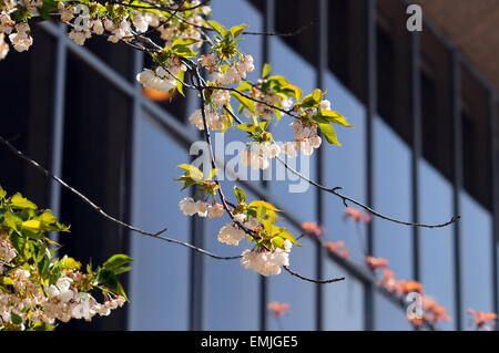Aberystwyth, Wales, Regno Unito. Xxi Aprile, 2015. Regno Unito: Meteo Blossom laden alberi fuori Aberystwyth Arts Centre di Ceredigion, Wales, Regno Unito. Credito: John Gilbey/Alamy Live News Foto Stock