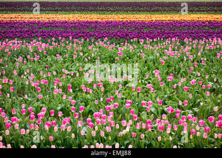 Campi di Tulipani in Olanda, Vicino Giardini Keukenhof Aprile Foto Stock
