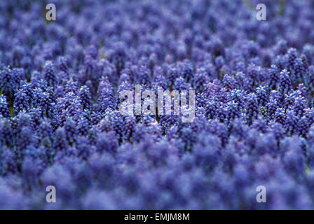 Giacinto blu (Hyacinthus orientalis) Foto Stock