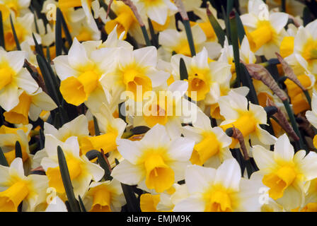 Mazzo di narcisi, narcisi (Narcissus) in un parco Foto Stock