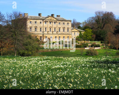 Howick Hall, Northumberland, dal daffodil banca in primavera. Foto Stock