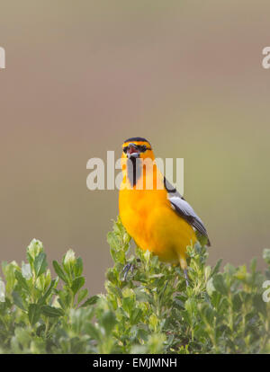 Il Giovenco Rigogolo canto maschio Foto Stock