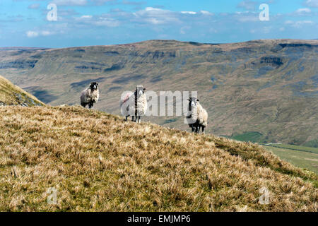 Pecore, Cinghiale cadde, vicino Kirkby Stephen, Cumbria, Regno Unito, con Mallerstang nella distanza. Una destinazione popolare per gli escursionisti. Foto Stock