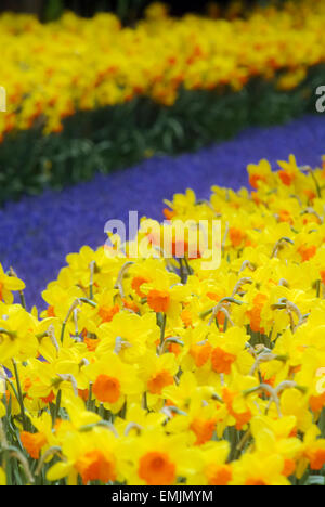 Mazzo di narcisi, narcisi (Narcissus) in un parco Foto Stock