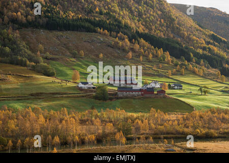 Agriturismo Collina circondato dai colori dell'autunno, vicino Nysete, Sogn di Fjordane, Norvegia Foto Stock