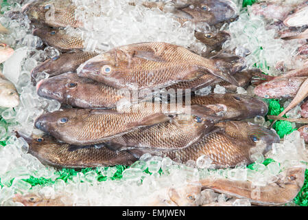 Mercato del pesce Foto Stock