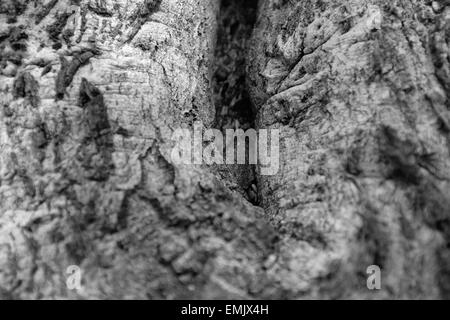 Oak Grove Campeggio in Cleveland National Forest, California Foto Stock